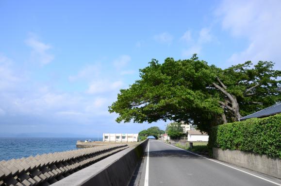 藤野アコウ群-2